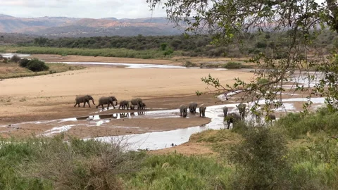 Elephants crossing a river. Stock Footage 165269162