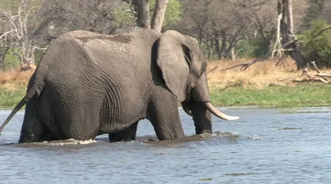 Elephants crossing a river in the Okavango Delta Stock-Footage 46373157