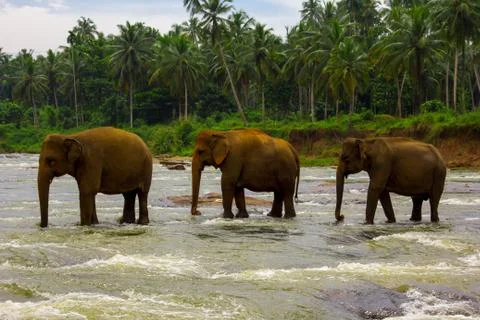 Elephants crossing river Stock Photos