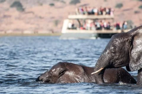 Elephants Crossing River Stock Photos