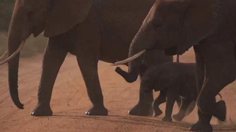 Elephants crossing a road  Stock Footage 33529657