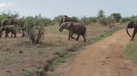 Elephants Crossing a Road Stock Footage 60439931