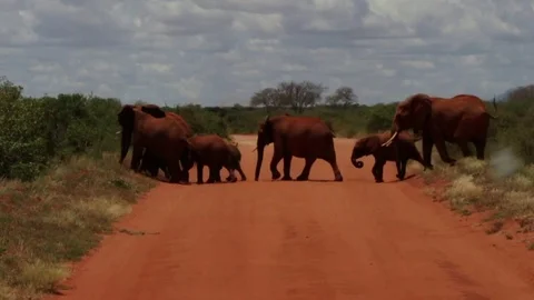 Elephants crossing road 動画素材 86610824