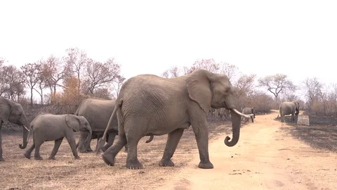 Elephants crossing a road. Stock Footage 98158771
