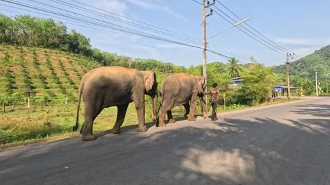 Elephants Crossing Road with Handler Video stock 284309596