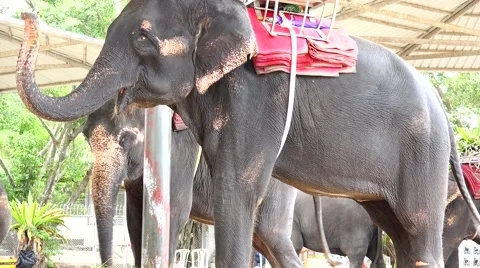 Elephants dance. Stock Footage 48572165