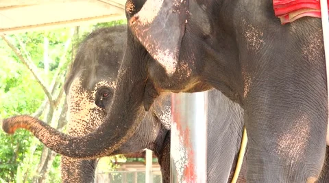 Elephants dance. Stock Footage 48573064