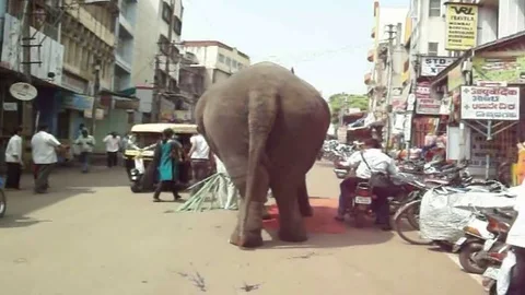 Elephant's Day Out 動画素材 125073166