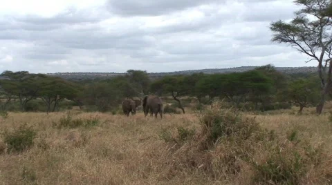 Elephants Displaying Affection 01 Stock-Footage 468052