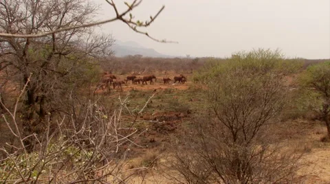 Elephants in distant Video stock 46463516