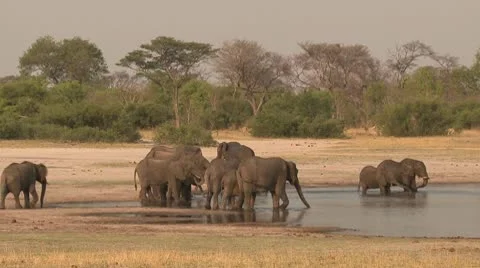 Elephants Drinking 1 스톡 동영상 10591744