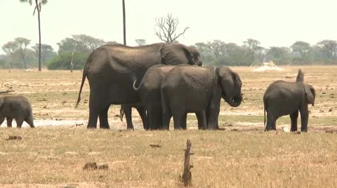 Elephants Drinking 2 Stock Footage 10591780