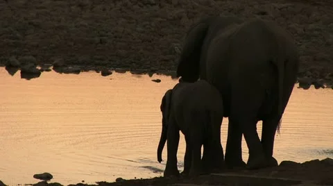 Elephants drinking after sunset Stock Footage 11978325