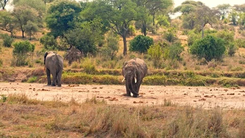 Elephants drinking from almost dry river in Tarangire national park Stock Footage 73822972