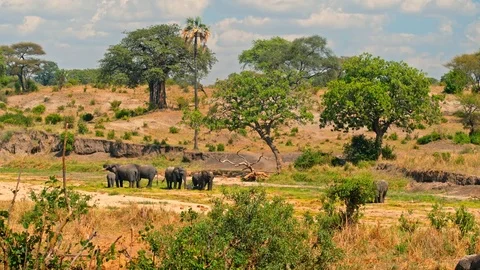 Elephants drinking from almost dry river in Tarangire national park Stock Footage 73823332