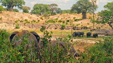 Elephants drinking from almost dry river in Tarangire national park Stock Footage 73823361