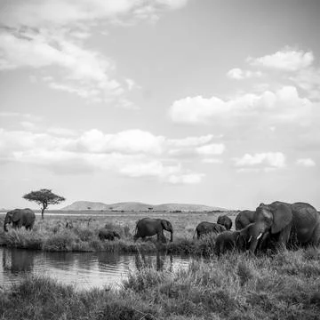Elephants drinking and refreshing in a pond in the african savanna Stock Photos