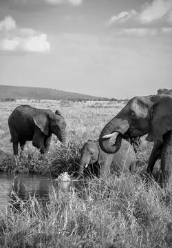 Elephants drinking and splashing in a river in the african savanna Stock Photos