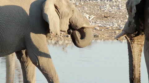 Elephants Drinking close Up Stock Footage 36104315
