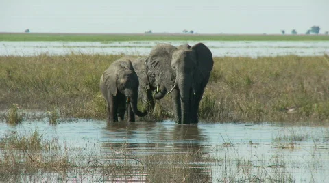Elephants drinking 库存影片 361843