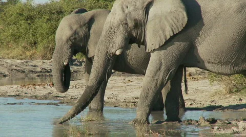 Elephants drinking Stock Footage 392569
