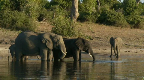 Elephants drinking Видео 486142