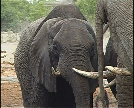 Elephants drinking 스톡 동영상 724961