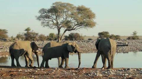 Elephants Drinking Stock Footage 36106171