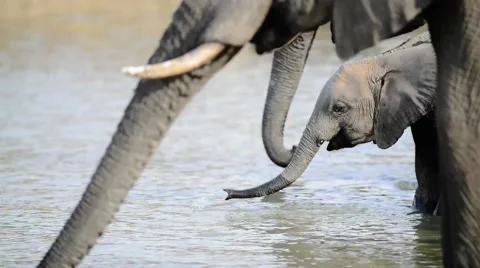 Elephants Drinking 스톡 동영상 43053516