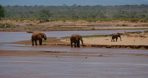 Elephants Drinking Stock Footage 60384072