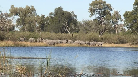 Elephants drinking Video stock 106356004