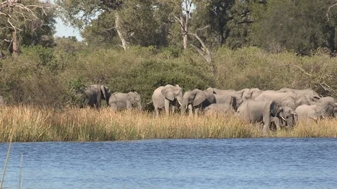Elephants drinking 스톡 동영상 106356403