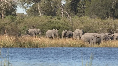 Elephants drinking 스톡 동영상 106356885