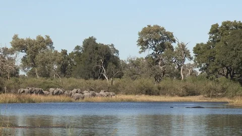 Elephants drinking 스톡 동영상 106357411