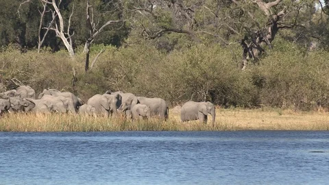 Elephants drinking 스톡 동영상 106357624
