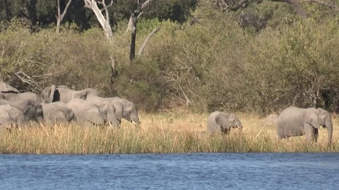 Elephants drinking 스톡 동영상 106357871
