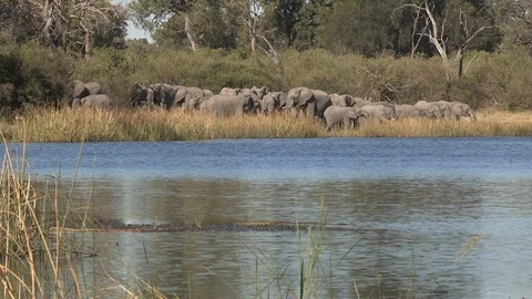 Elephants drinking 스톡 동영상 106357918