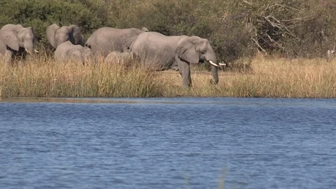Elephants drinking 스톡 동영상 106359148