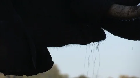 Elephants drinking 스톡 동영상 106362185