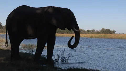 Elephants drinking 스톡 동영상 106362273