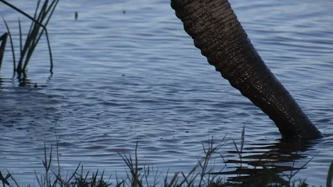 Elephants drinking Stock Footage 106362440
