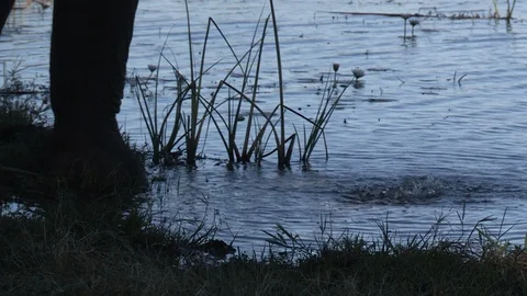 Elephants drinking Stock Footage 106362737