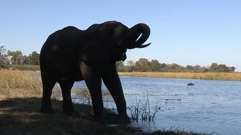 Elephants drinking 스톡 동영상 106363061