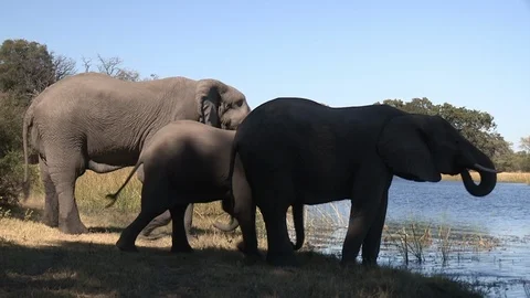 Elephants drinking Stock Footage 106363415