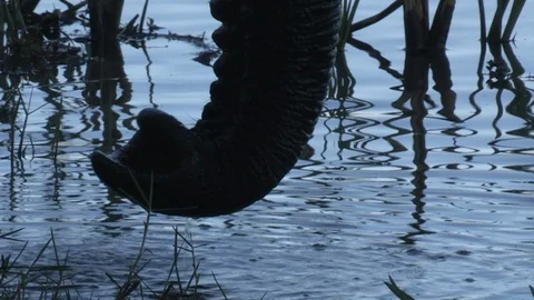 Elephants drinking Stock Footage 106363970