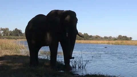 Elephants drinking Stock Footage 106364098