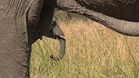 Elephants drinking Stock Footage 106364113