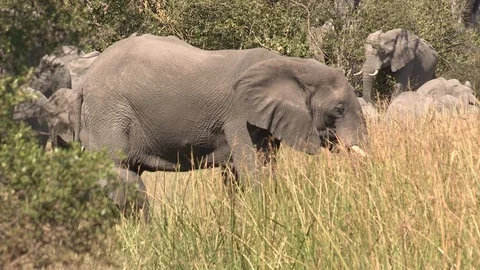 Elephants drinking Stock Footage 106364193