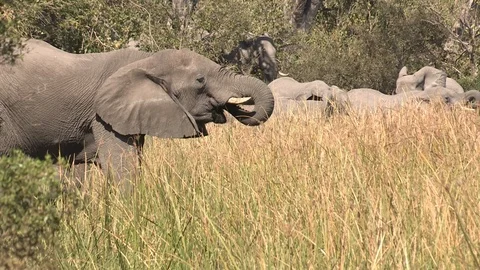 Elephants drinking Stock Footage 106364308