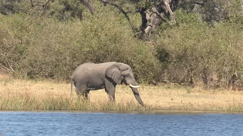 Elephants drinking Stock Footage 106364592